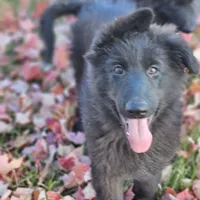 Smokey, a female German Shepherd Dog for sale in Eolia, MO – Photo 7 of 10