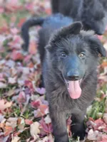 Smokey, a female German Shepherd Dog for sale in Eolia, MO – Photo 7 of 10