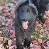 Smokey, a female German Shepherd Dog for sale in Eolia, MO – Photo 4 of 10