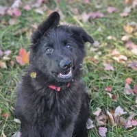 Smokey, a female German Shepherd Dog for sale in Eolia, MO – Photo 5 of 10