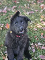Smokey, a female German Shepherd Dog for sale in Eolia, MO – Photo 5 of 10