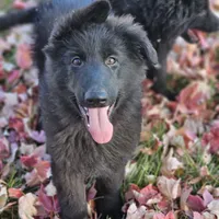 Smokey, a female German Shepherd Dog for sale in Eolia, MO – Photo 3 of 10