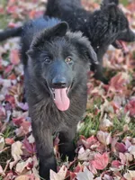 Smokey, a female German Shepherd Dog for sale in Eolia, MO – Photo 3 of 10