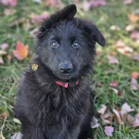 Smokey, a female German Shepherd Dog for sale in Eolia, MO – Photo 2 of 10