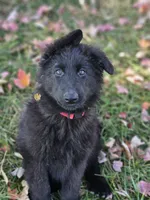 Smokey, a female German Shepherd Dog for sale in Eolia, MO – Photo 2 of 10