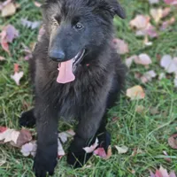 Smokey, a female German Shepherd Dog for sale in Eolia, MO – Photo 8 of 10