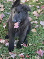 Smokey, a female German Shepherd Dog for sale in Eolia, MO – Photo 8 of 10