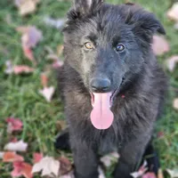 Smokey, a female German Shepherd Dog for sale in Eolia, MO – Photo 1 of 10