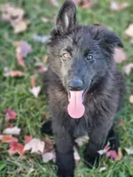 Smokey, a female German Shepherd Dog for sale in Eolia, MO – Photo 1 of 10