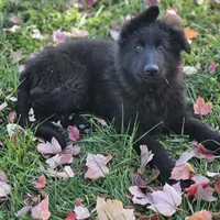 Smokey, a female German Shepherd Dog for sale in Eolia, MO – Photo 10 of 10