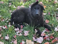 Smokey, a female German Shepherd Dog for sale in Eolia, MO – Photo 10 of 10