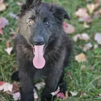 Smokey, a female German Shepherd Dog for sale in Eolia, MO – Photo 9 of 10
