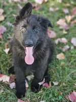 Smokey, a female German Shepherd Dog for sale in Eolia, MO – Photo 9 of 10
