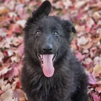 Smokey, a female German Shepherd Dog for sale in Eolia, MO – Photo 6 of 10