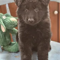 Diesel, a male German Shepherd Dog for sale in Eolia, MO – Photo 6 of 10
