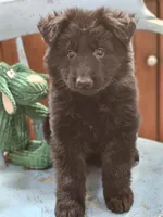 Diesel, a male German Shepherd Dog for sale in Eolia, MO – Photo 6 of 10