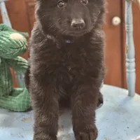 Diesel, a male German Shepherd Dog for sale in Eolia, MO – Photo 9 of 10