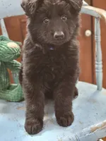 Diesel, a male German Shepherd Dog for sale in Eolia, MO – Photo 9 of 10