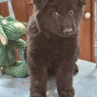 Diesel, a male German Shepherd Dog for sale in Eolia, MO – Photo 2 of 10