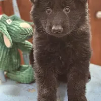 Diesel, a male German Shepherd Dog for sale in Eolia, MO – Photo 7 of 10