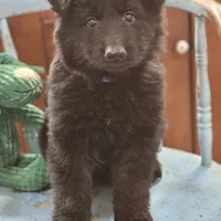 Diesel, a male German Shepherd Dog for sale in Eolia, MO – Photo 8 of 10