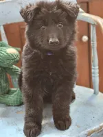 Diesel, a male German Shepherd Dog for sale in Eolia, MO – Photo 8 of 10