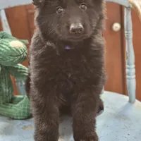 Diesel, a male German Shepherd Dog for sale in Eolia, MO – Photo 3 of 10