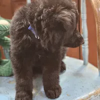 Diesel, a male German Shepherd Dog for sale in Eolia, MO – Photo 1 of 10
