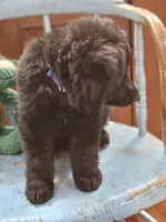 Diesel, a male German Shepherd Dog for sale in Eolia, MO – Photo 1 of 10