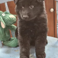 Diesel, a male German Shepherd Dog for sale in Eolia, MO – Photo 4 of 10