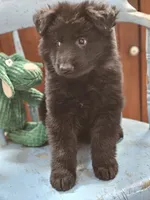 Diesel, a male German Shepherd Dog for sale in Eolia, MO – Photo 4 of 10