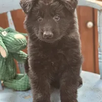 Diesel, a male German Shepherd Dog for sale in Eolia, MO – Photo 5 of 10