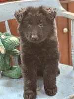 Diesel, a male German Shepherd Dog for sale in Eolia, MO – Photo 5 of 10