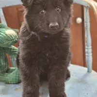 Diesel, a male German Shepherd Dog for sale in Eolia, MO – Photo 10 of 10