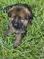Samson, a male German Shepherd Dog for sale in Eolia, MO – 6 of 10