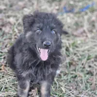 Outlaw, a male German Shepherd Dog for sale in Eolia, MO – 1 of 1