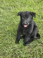 Baby Girl, a female German Shepherd Dog for sale in Eolia, MO – 2 of 4