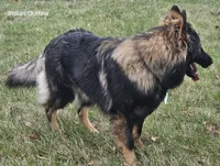 Outlaw, a male German Shepherd Dog for sale in Eolia, MO – 7 of 7