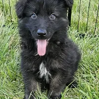 Smokey Bear, a female German Shepherd Dog for sale in Eolia, MO – Photo 6 of 9