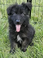 Smokey Bear, a female German Shepherd Dog for sale in Eolia, MO – Photo 6 of 9