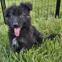 Smokey Bear, a female German Shepherd Dog for sale in Eolia, MO – Photo 3 of 9