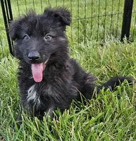 Smokey Bear, a female German Shepherd Dog for sale in Eolia, MO – Photo 3 of 9