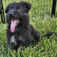 Smokey Bear, a female German Shepherd Dog for sale in Eolia, MO – Photo 5 of 9