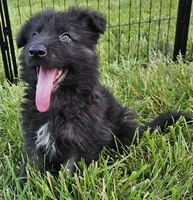 Smokey Bear, a female German Shepherd Dog for sale in Eolia, MO – Photo 5 of 9