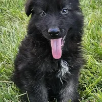 Smokey Bear, a female German Shepherd Dog for sale in Eolia, MO – Photo 7 of 9