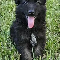 Smokey Bear, a female German Shepherd Dog for sale in Eolia, MO – Photo 4 of 9