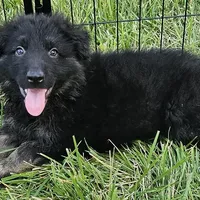 Smokey Bear, a female German Shepherd Dog for sale in Eolia, MO – Photo 8 of 9
