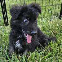Smokey Bear, a female German Shepherd Dog for sale in Eolia, MO – Photo 2 of 9