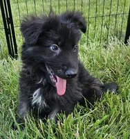 Smokey Bear, a female German Shepherd Dog for sale in Eolia, MO – Photo 2 of 9