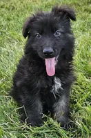 Smokey Bear, a female German Shepherd Dog for sale in Eolia, MO – Photo 9 of 9